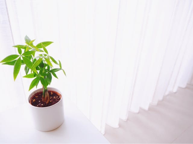 植物_窓際_パキラ