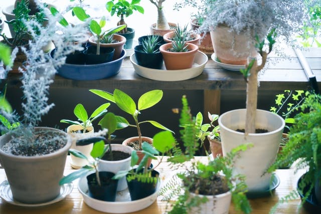 植物_インテリア