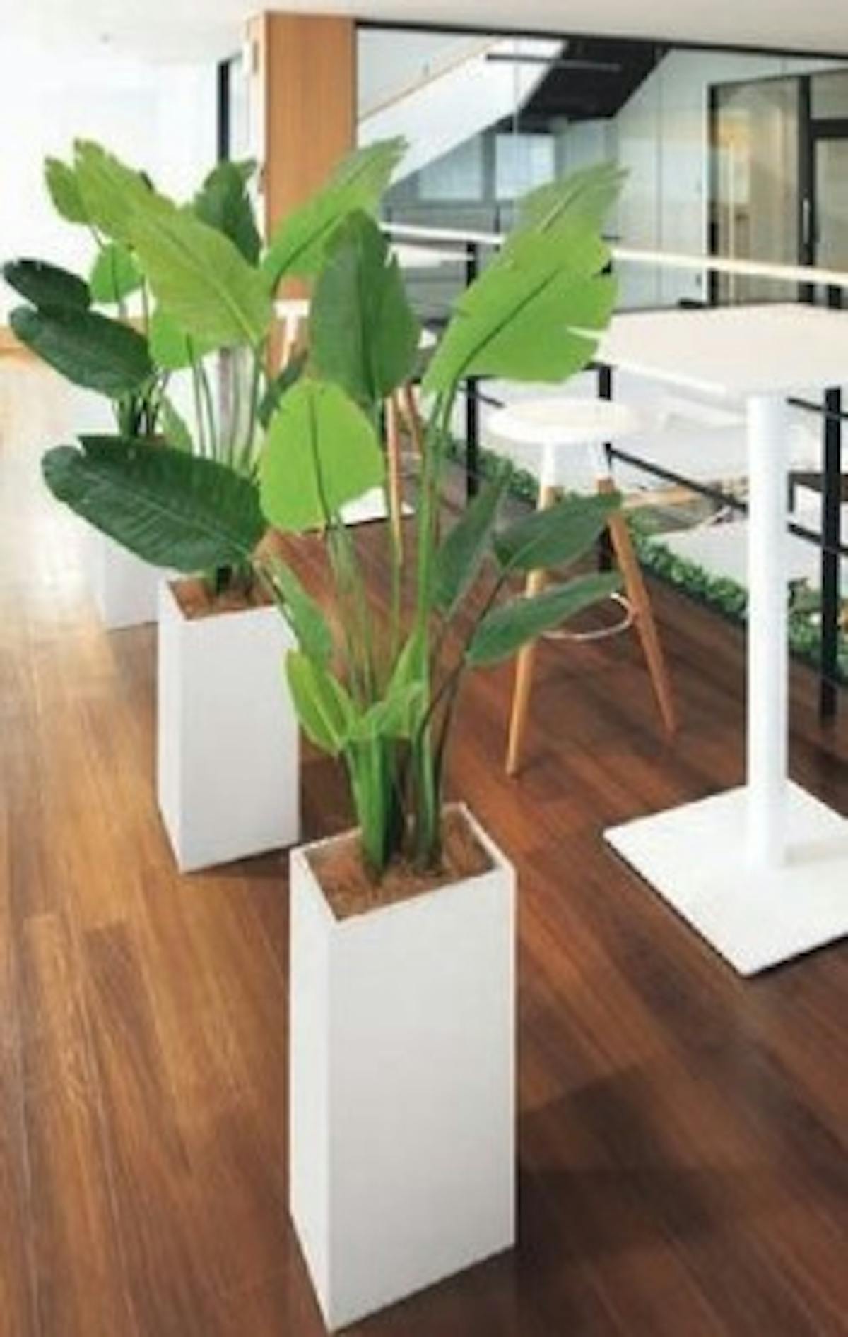 フェイクグリーン_オーガスタ