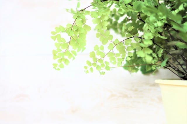 アジアンタム_観葉植物