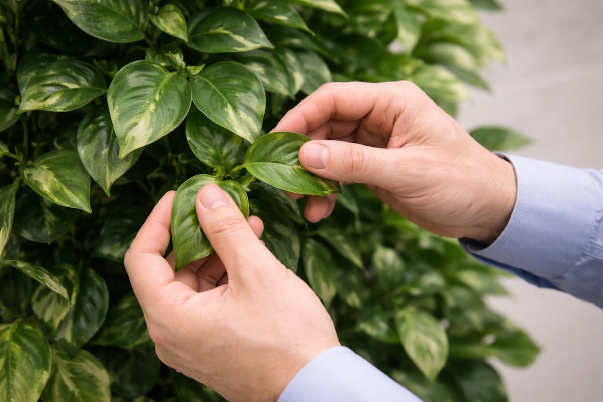 フェイクグリーン