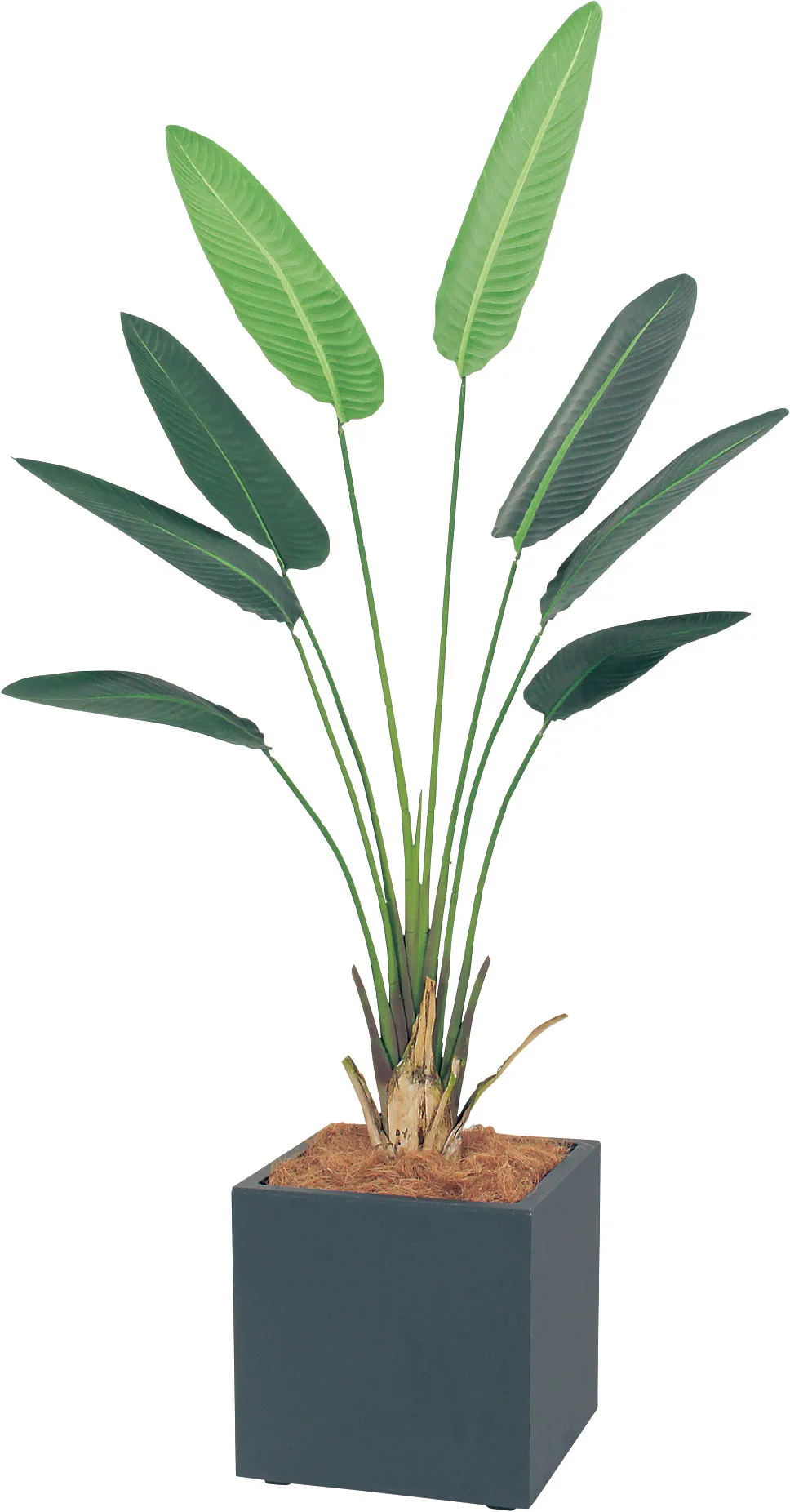 ボックスプランター Gr5003 オーガスタ H1900 人工観葉植物 樹木プランター グレー ボックスプランター Gr5003 オーガスタ H1900 人工観葉植物 樹木プランター グレー