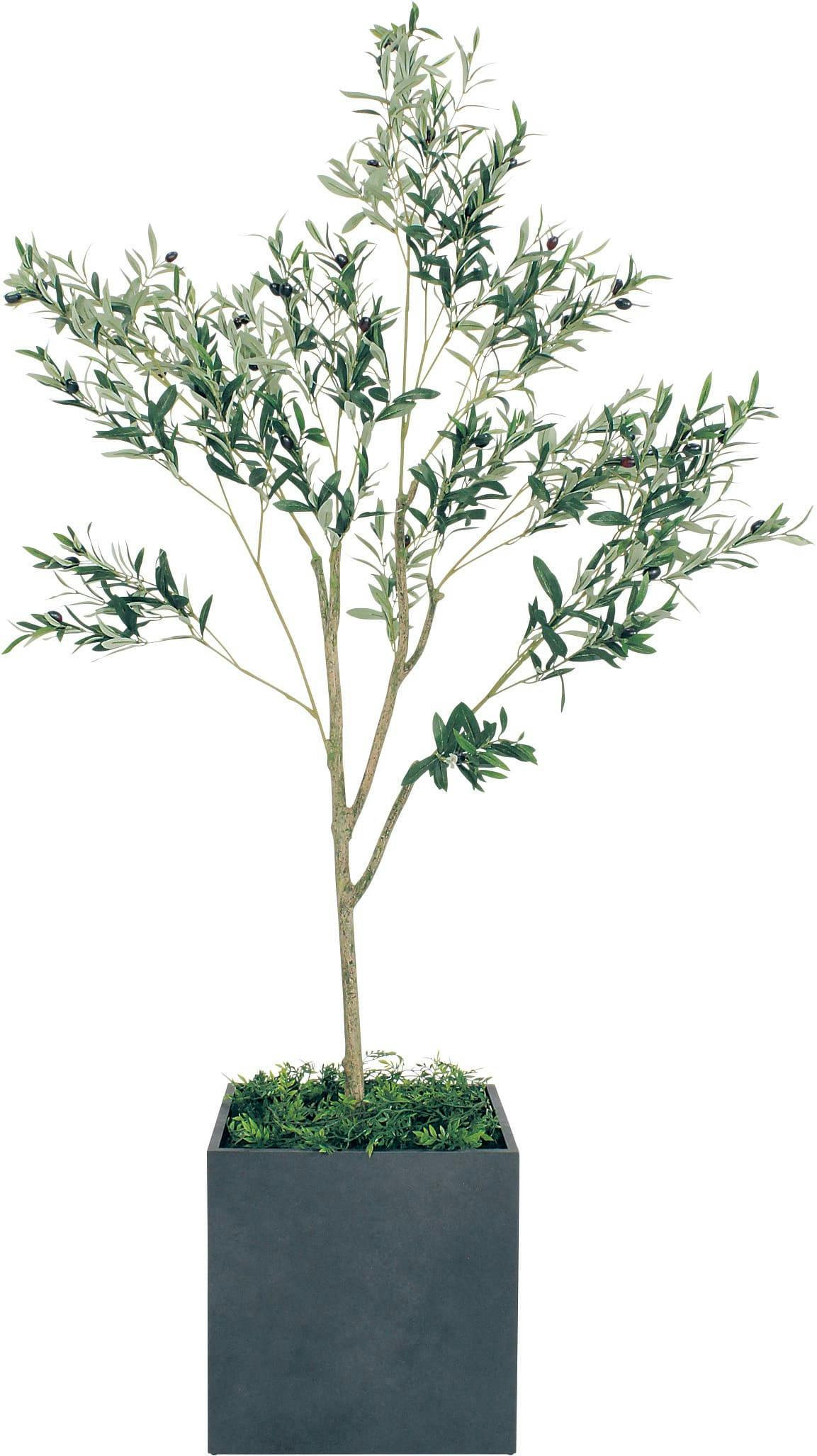 ボックスプランター GR5004 オリーブ H1900｜人工観葉植物 樹木 