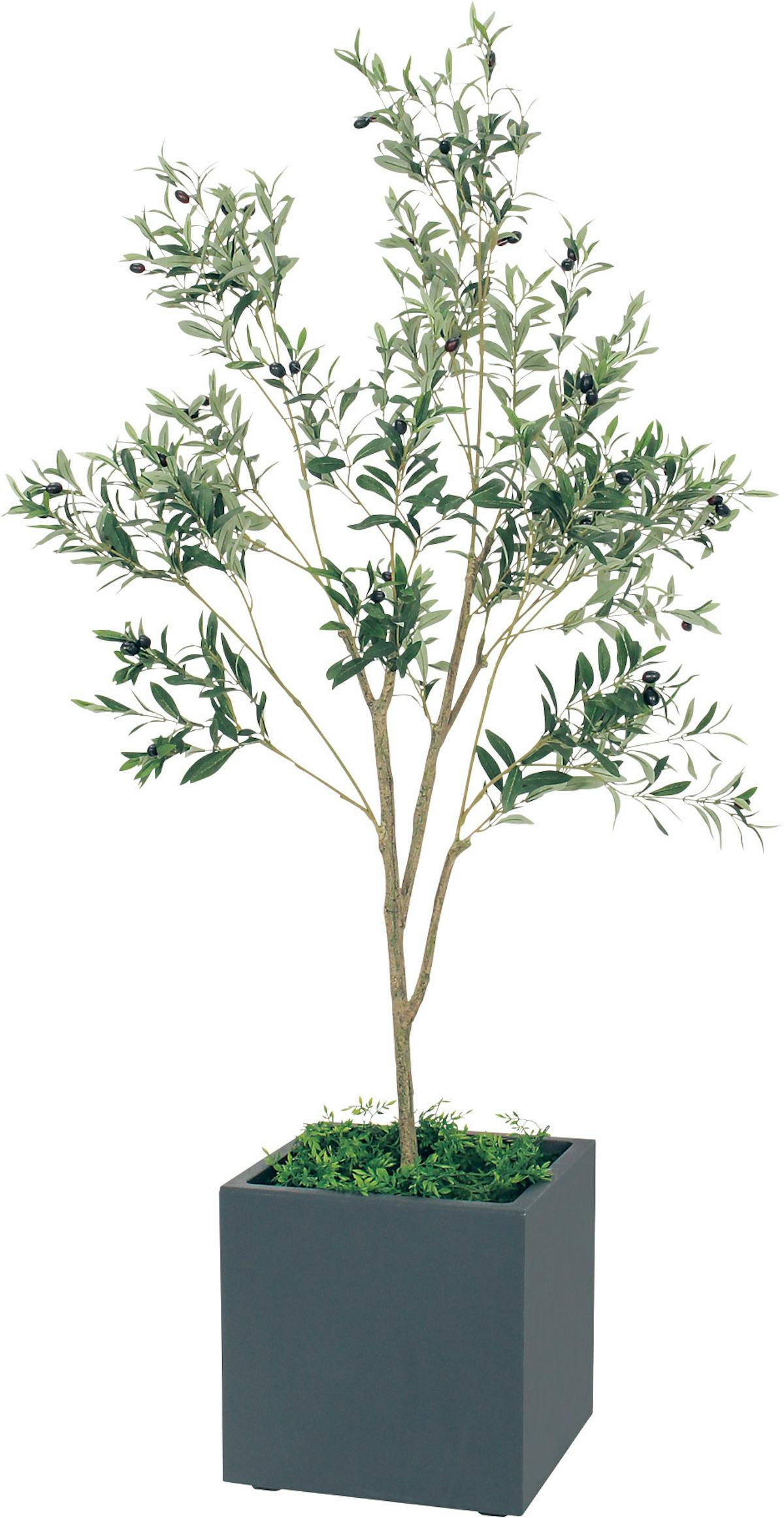 ボックスプランター Gr5004 オリーブ H1900 人工観葉植物 樹木プランター グレー ボックスプランター Gr5004 オリーブ H1900 人工観葉植物 樹木プランター グレー