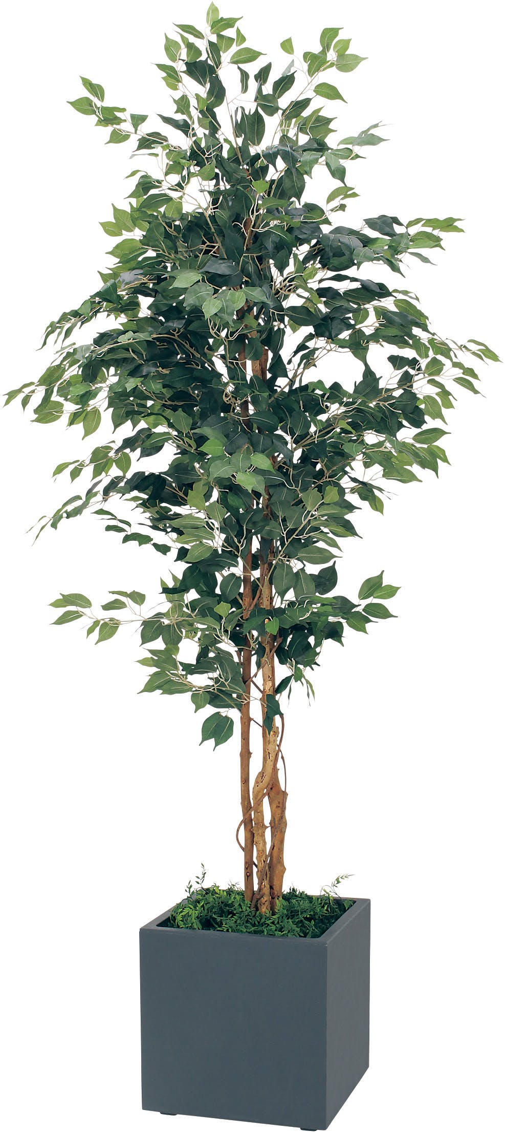 ボックスプランター GR5006 フィカスベンジャミン H1900｜人工観葉植物
