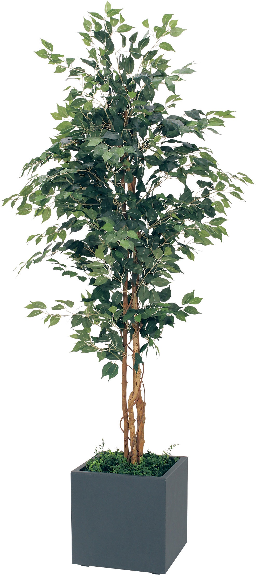 ボックスプランター GR5005 フィカスベンジャミン H2200｜人工観葉植物 樹木プランター グレー