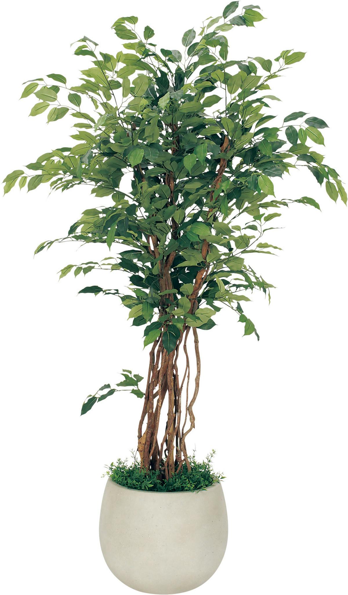 ボックスプランター Gr5006 フィカスベンジャミン H1900 人工観葉植物 樹木プランター アイボリー ボックスプランター Gr5006 フィカスベンジャミン H1900 人工観葉植物 樹木プランター アイボリー