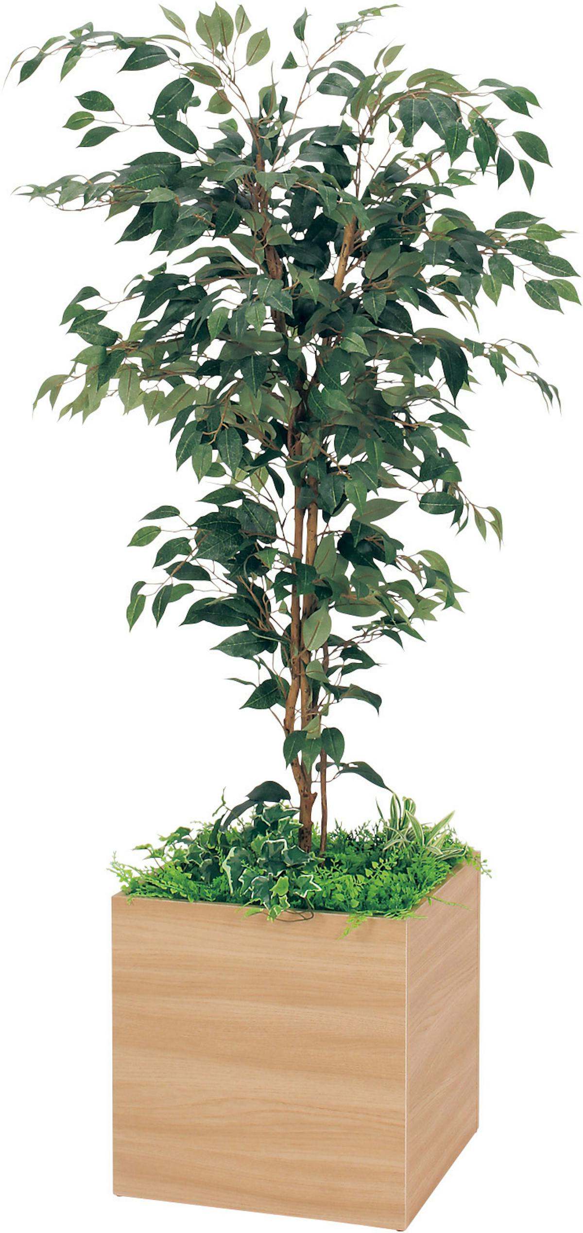 ボックスプランター Gr5008 フィカスベンジャミン H1700 人工観葉植物 樹木プランター ナチュラル ボックスプランター Gr5008 フィカスベンジャミン H1700 人工観葉植物 樹木プランター ナチュラル
