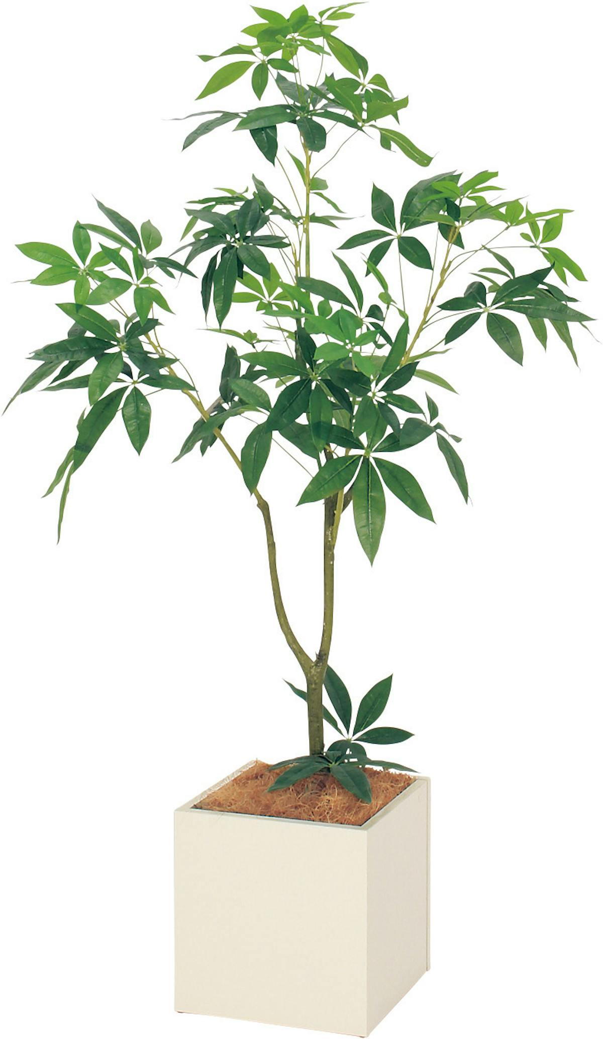 ボックスプランター Gr5012 パキラ H1300 人工観葉植物 樹木プランター アイボリー ボックスプランター Gr5012 パキラ H1300 人工観葉植物 樹木プランター アイボリー