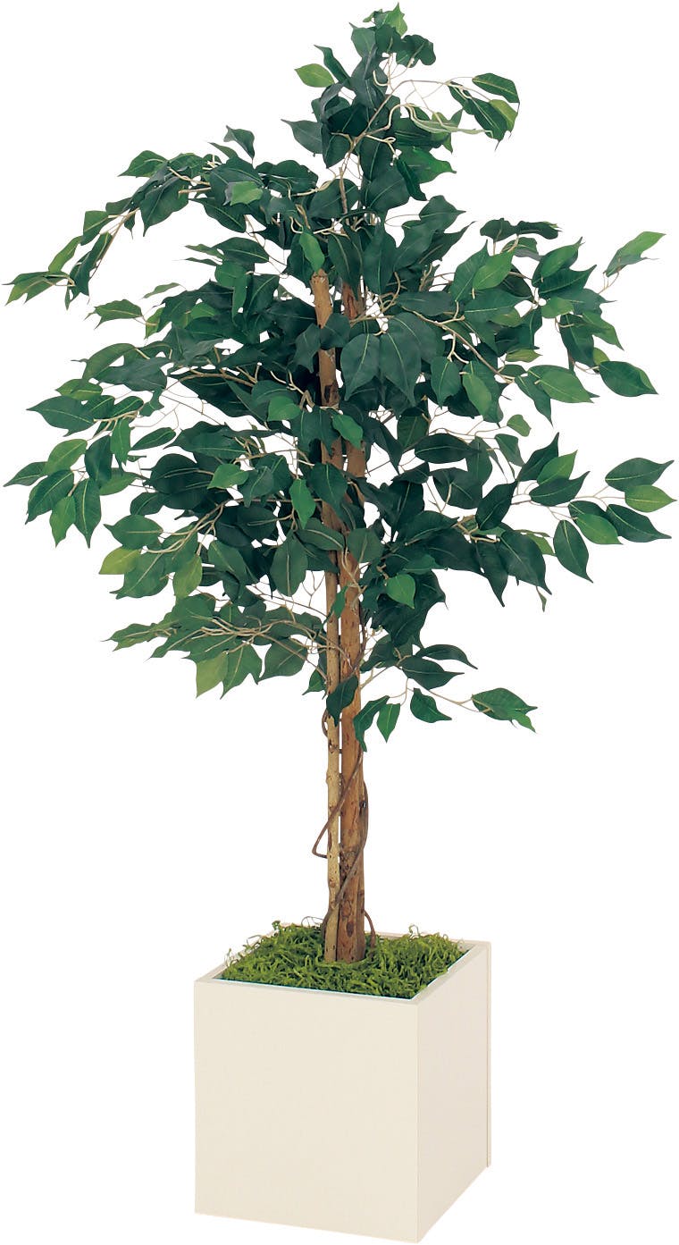 ボックスプランター GR5013 フィカスベンジャミン H1400｜人工観葉植物