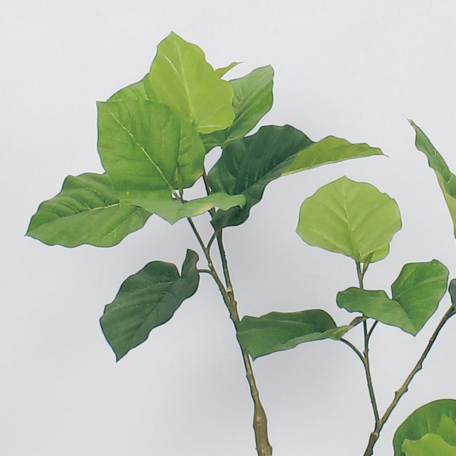 ボックスプランター GR5016 ウンベラータ H1150｜人工観葉植物 樹木