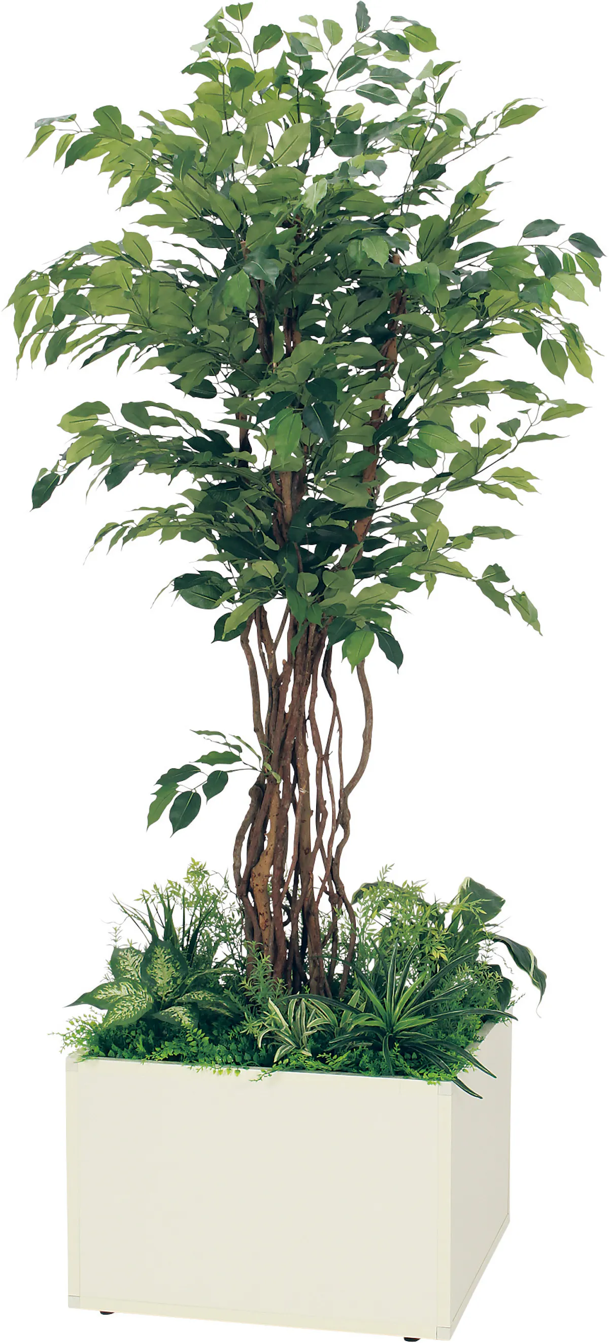 寄せ植えプランター Gr5030 フィカスベンジャミン H2100 人工観葉植物 連接樹木 アイボリー