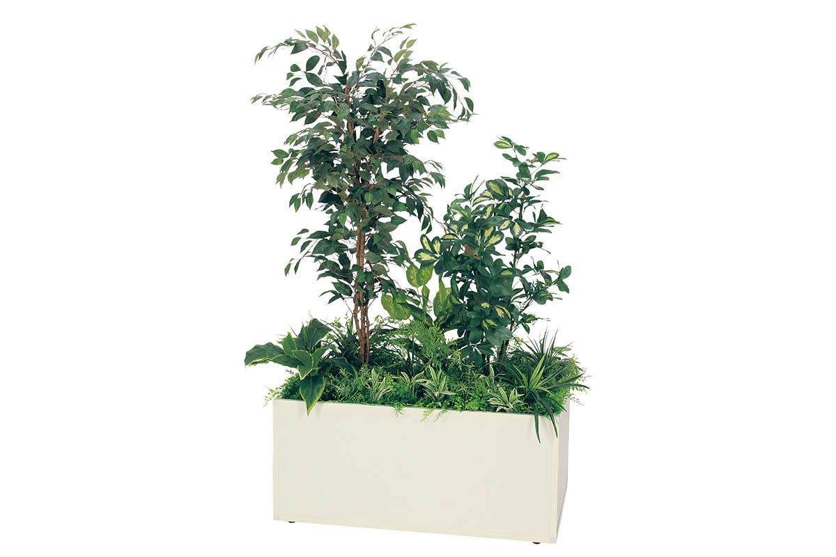 観葉植物　ファカスベンジャミン　大型　ファカス　ガジュマル　シェフレラ　 寄せ植えプランター GR5031 フィカスベンジャミン シェフレラ H1700