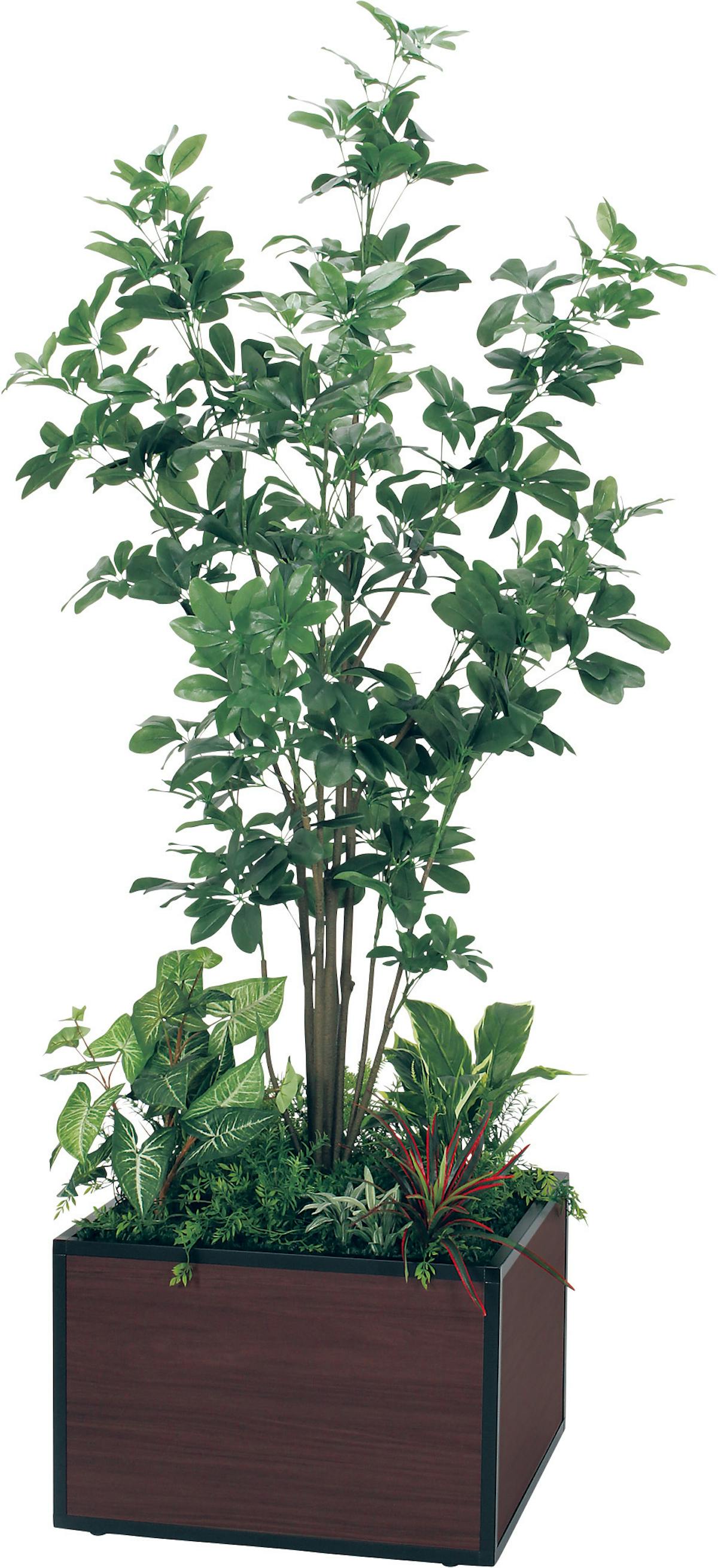 商品情報 Gr5036 シェフレラ グリーンモード Jp 商品情報 Gr5036 シェフレラ グリーンモード Jp