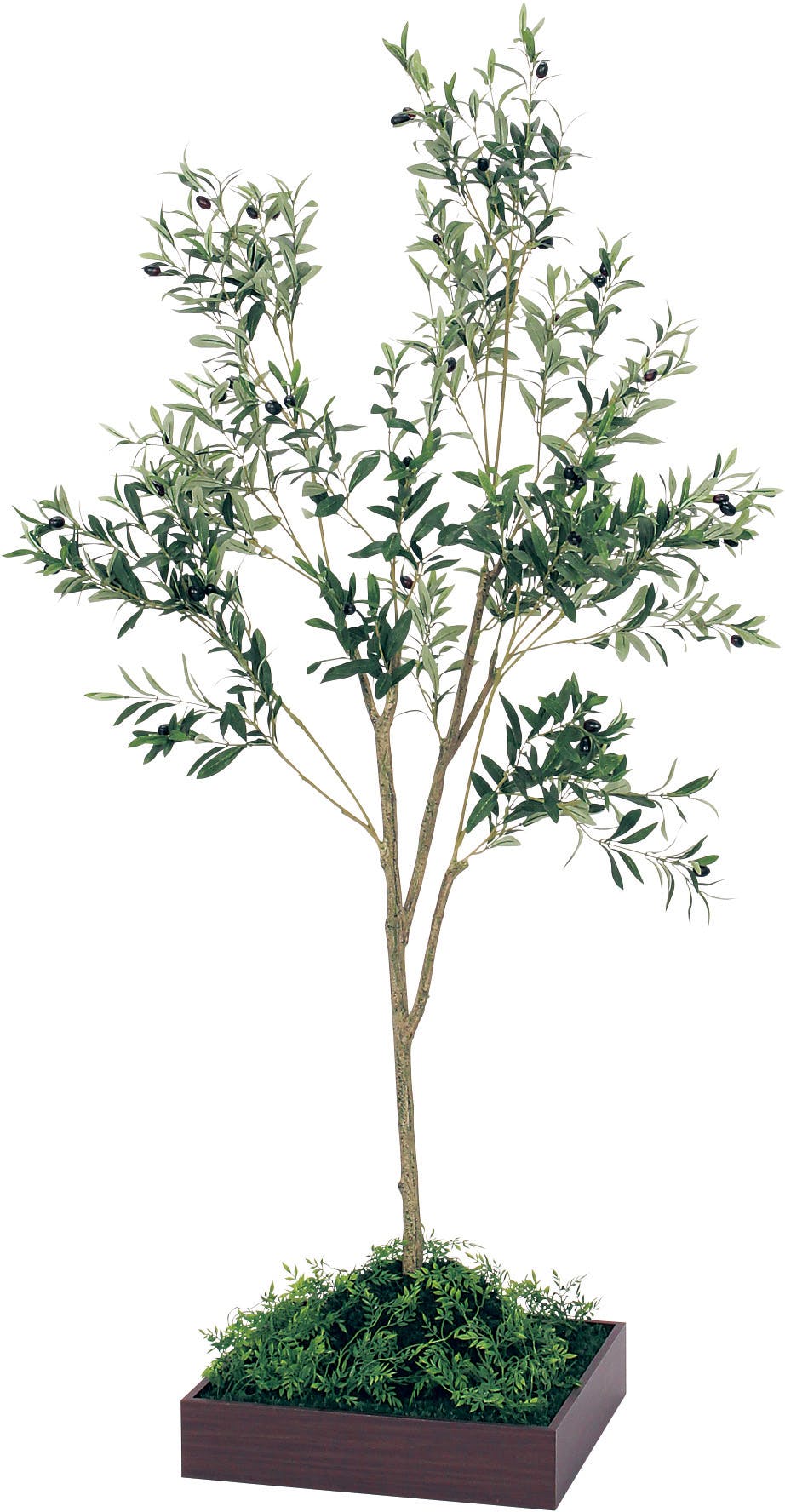 オリーブの木(1m60cm)観葉植物 【公式通販】
