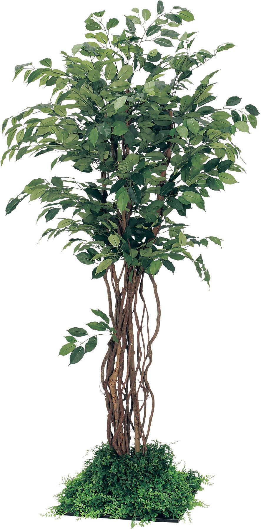フロアグリーン GR5057 フィカスベンジャミン H1800｜人工観葉植物