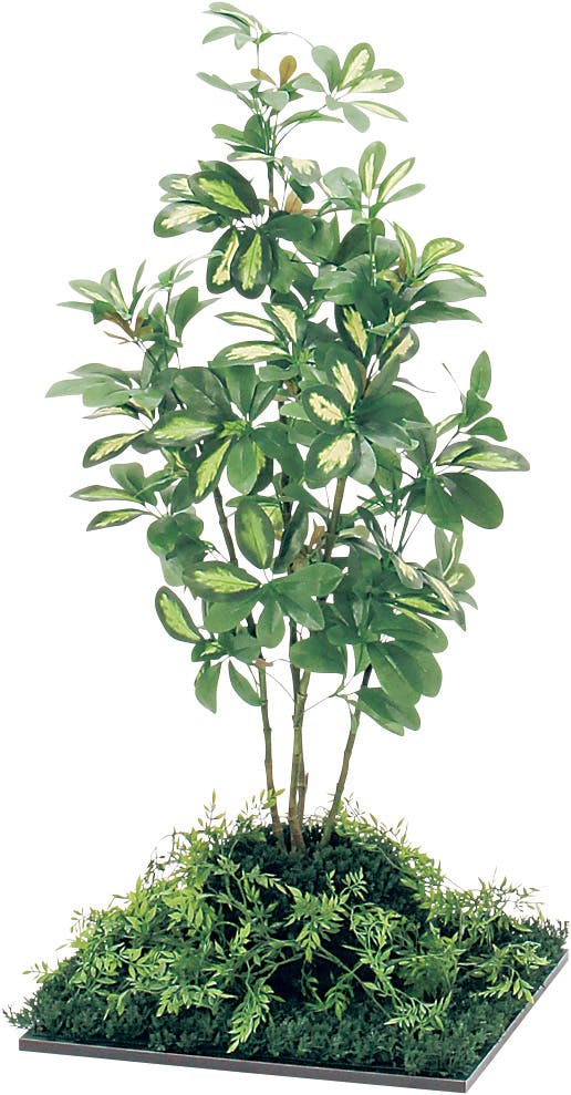 フロアグリーン GR5062 シェフレラ H1000｜人工観葉植物 連接樹木