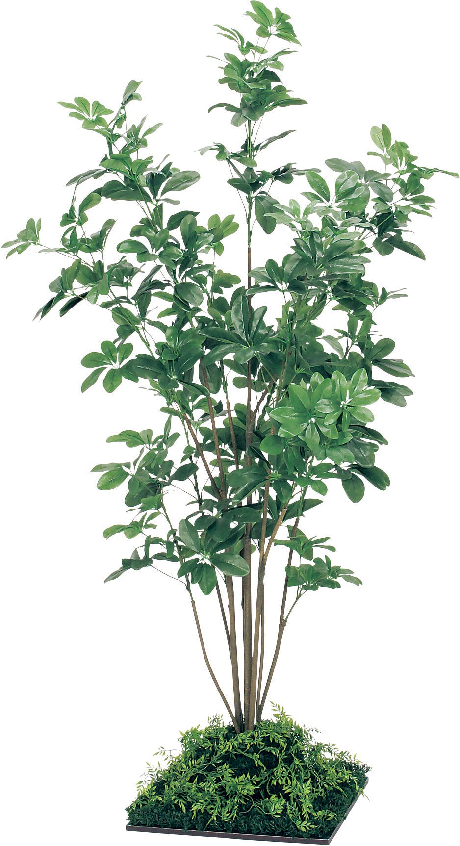 フロアグリーン GR5064 シェフレラ H1800｜人工観葉植物 連接樹木