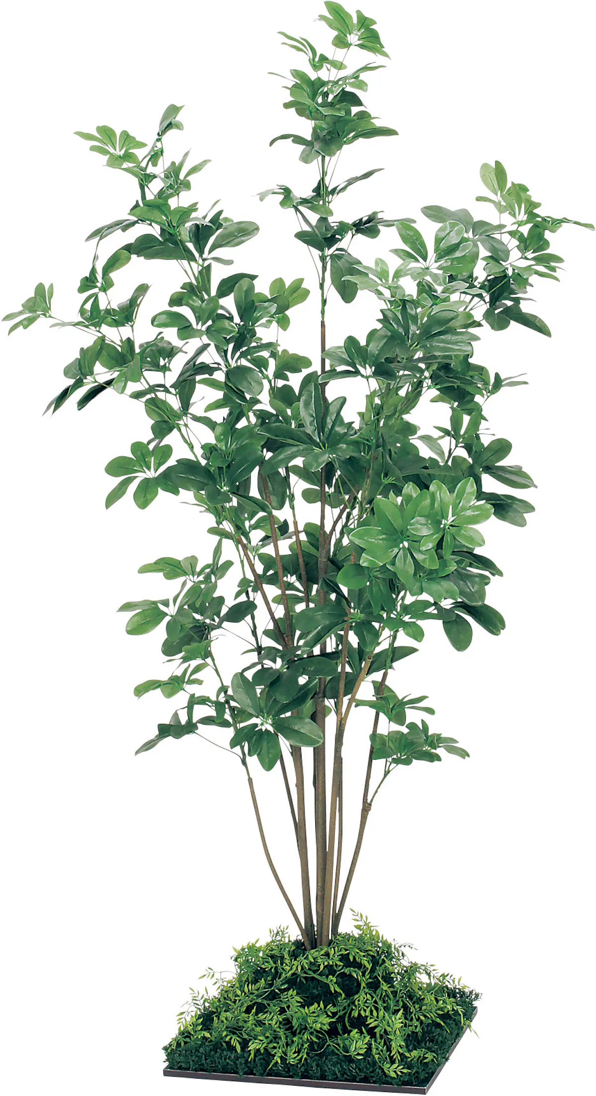 フロアグリーン Gr5064 シェフレラ H1800 人工観葉植物 連接樹木