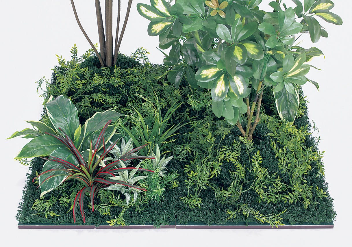 中型松　針葉樹 盆栽 松 黒松 樹高 約14cm くろまつ Pinus thunbergii クロマツ マツ科