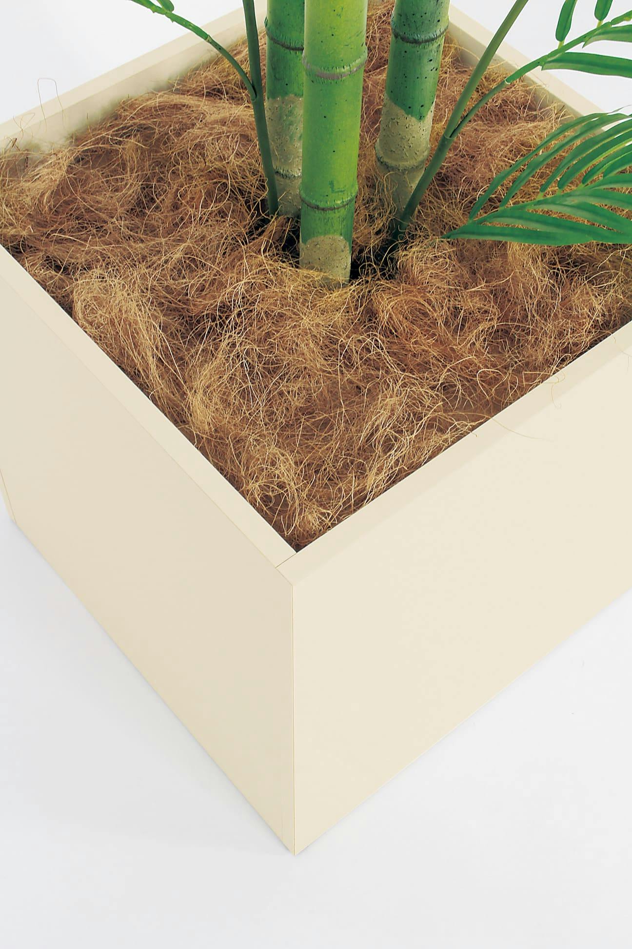 みんなの樹木  ネアリカ  【送料無料】 みんなの樹木 ネアリカ 【送料無料】 Pickup 全ての商品 – 植物家族