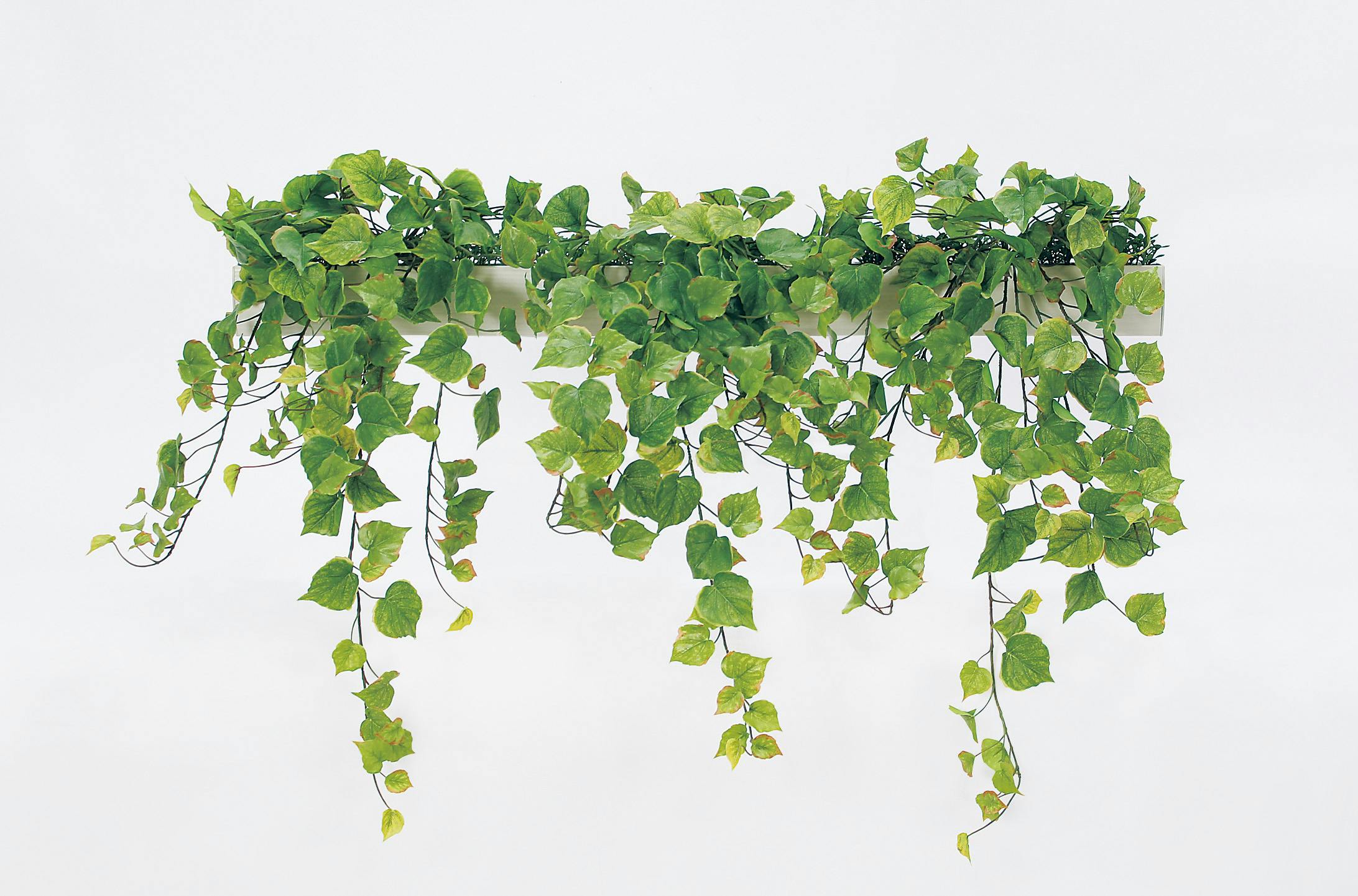 Plantation ECOライトパンツ　グリーン プランテーション　zucca Plantation ECOライトパンツ グリーン プランテーション zucca