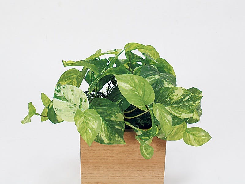 卓上ポット GR4481｜フェイクグリーン 卓上 キューブタイプ ナチュラル