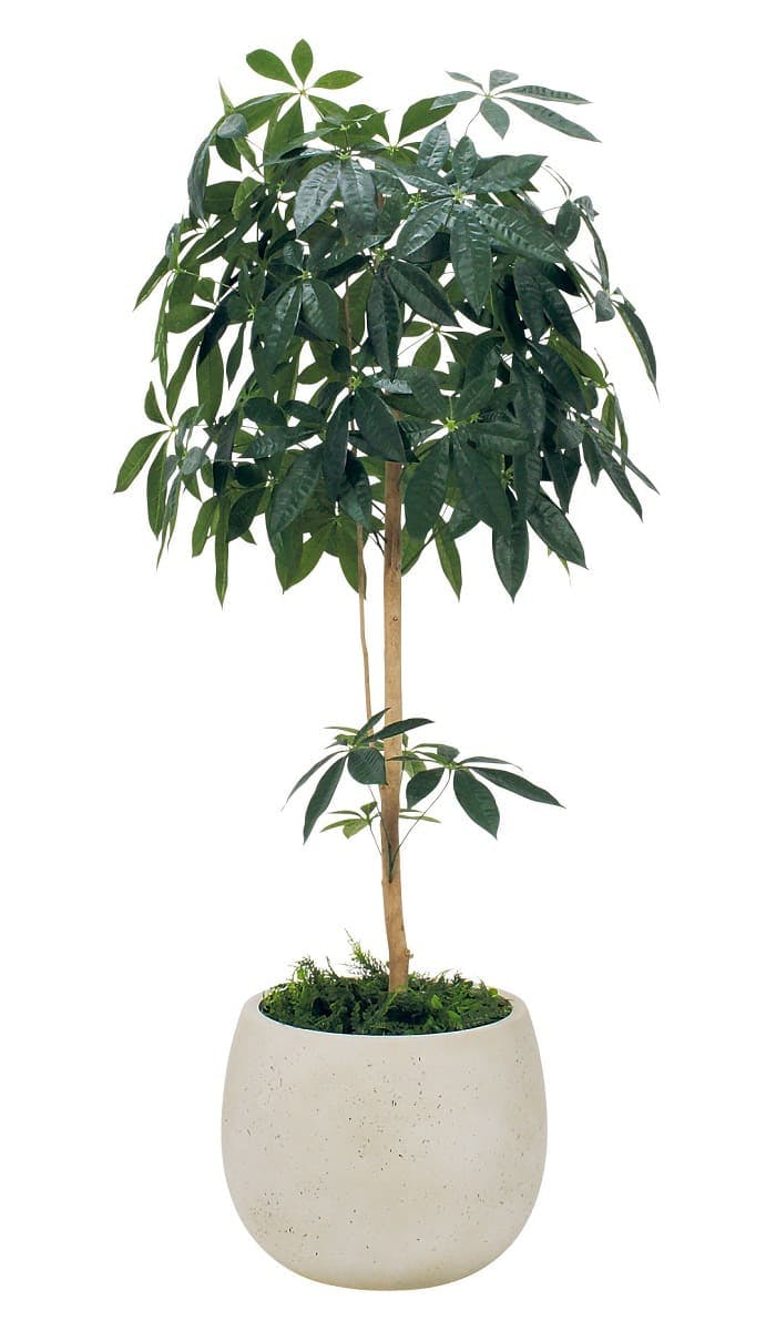 ボックスプランター GR5071 パキラ H1600｜人工観葉植物 樹木