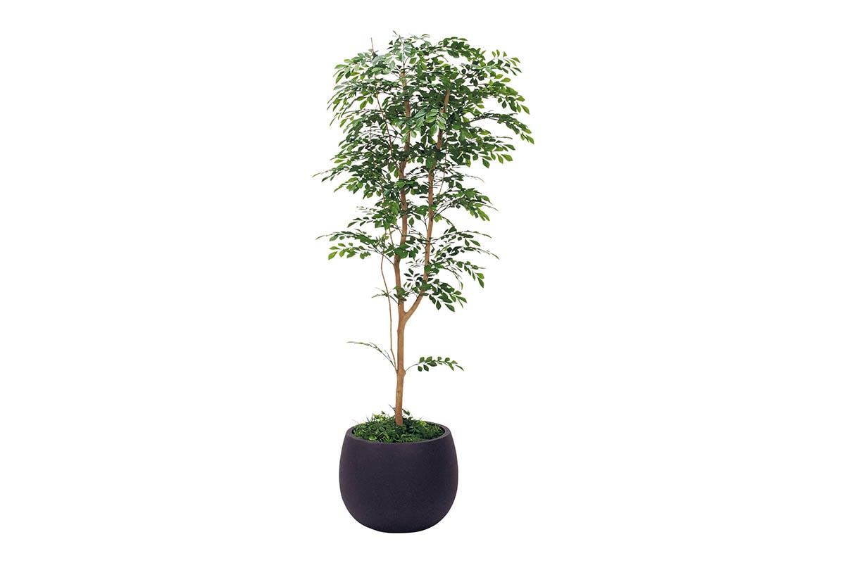 ボックスプランター GR5072 トネリコ H1700｜人工観葉植物 樹木