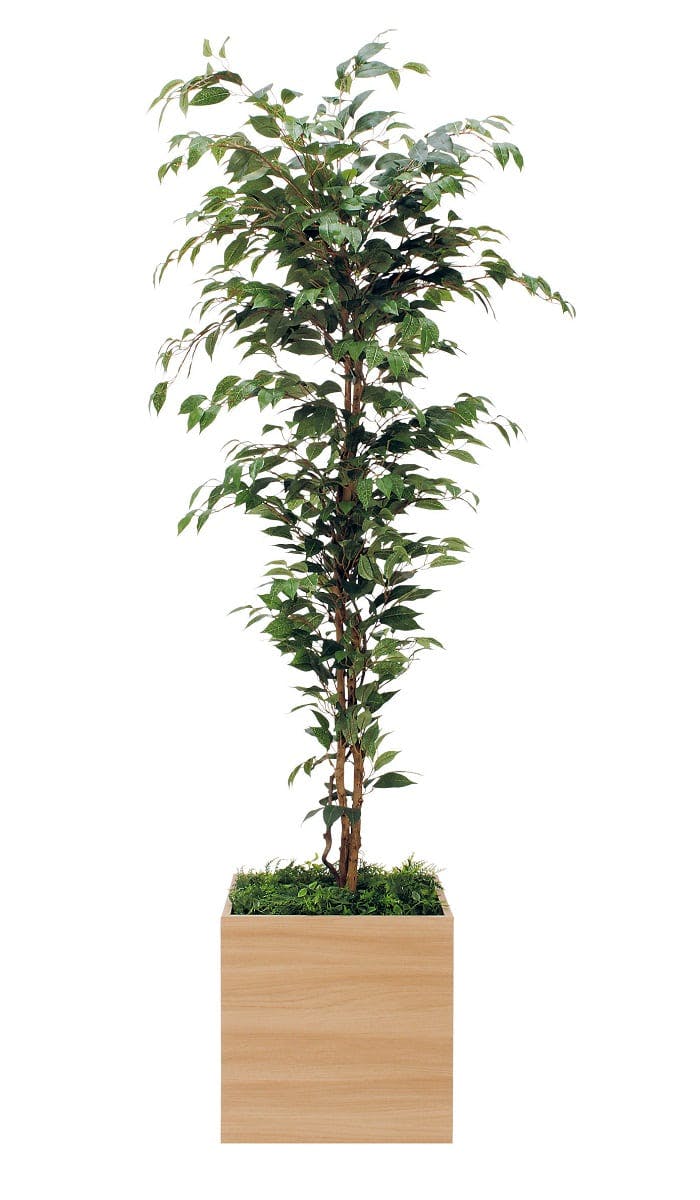 ボックスプランター GR5075 スリムベンジャミン H2050｜人工観葉植物