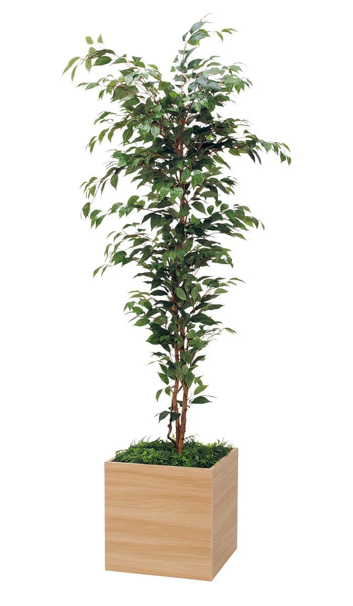 ボックスプランター GR5075 スリムベンジャミン H2050｜人工観葉植物