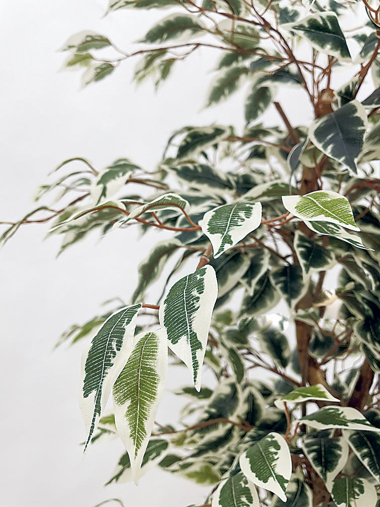 ボックスプランター GR5077 ハワイアンベンジャミン H1900｜人工観葉