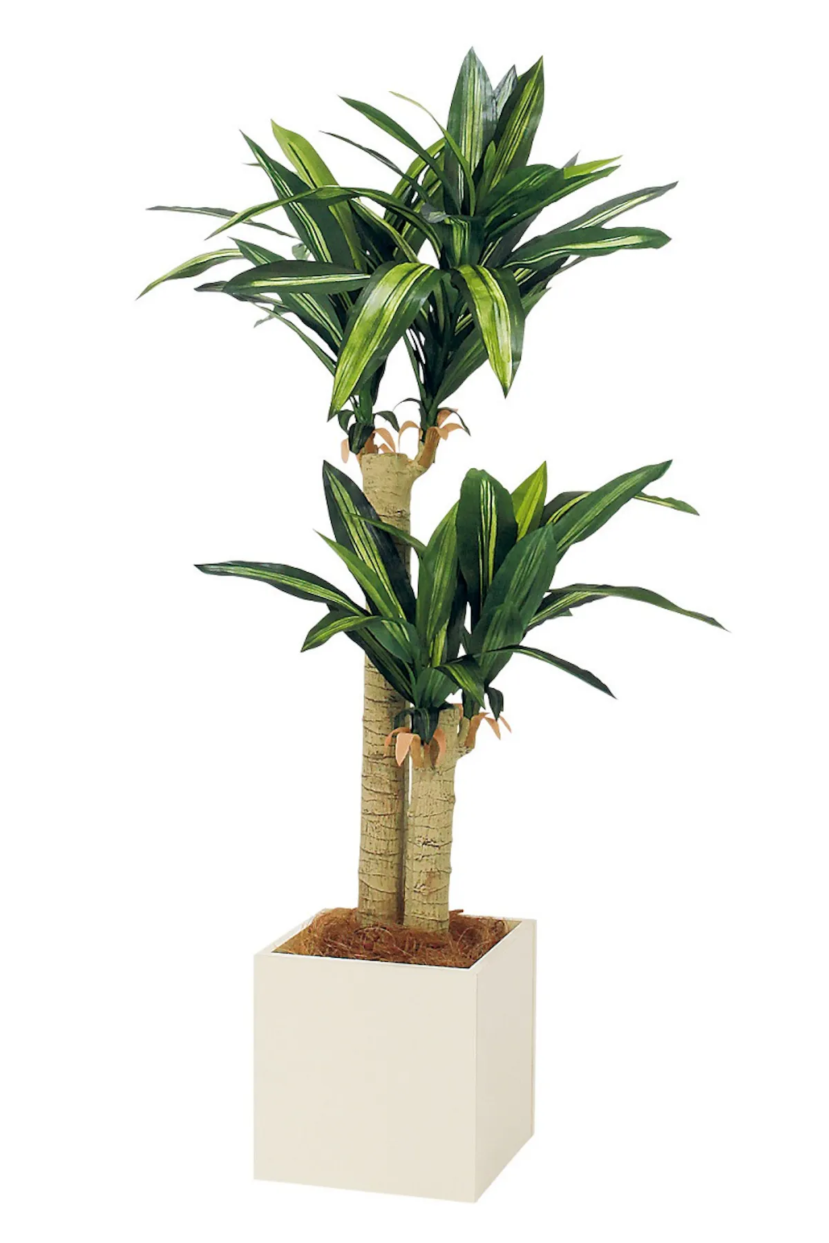 ボックスプランター GR5078 ドラセナ H1350｜人工観葉植物 樹木 