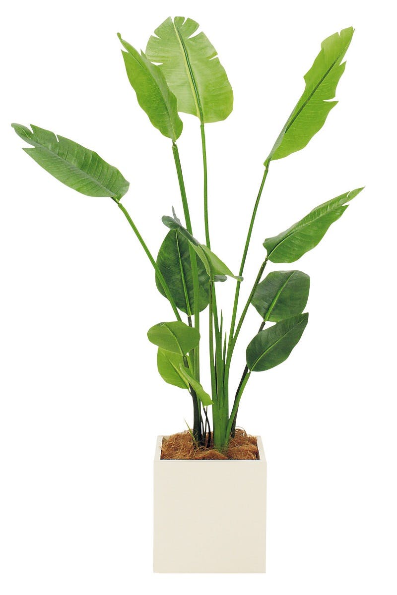 ボックスプランター GR5079 オーガスタ H1400｜人工観葉植物 樹木