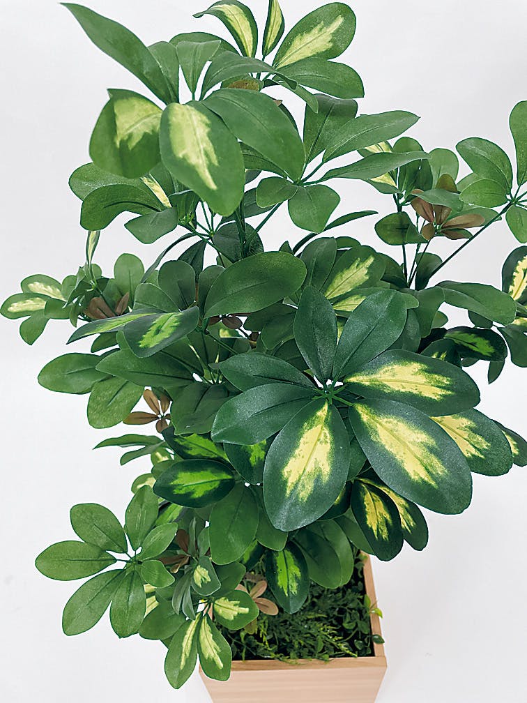 ボックスプランター GR5080 シェフレラ H1100｜人工観葉植物 樹木