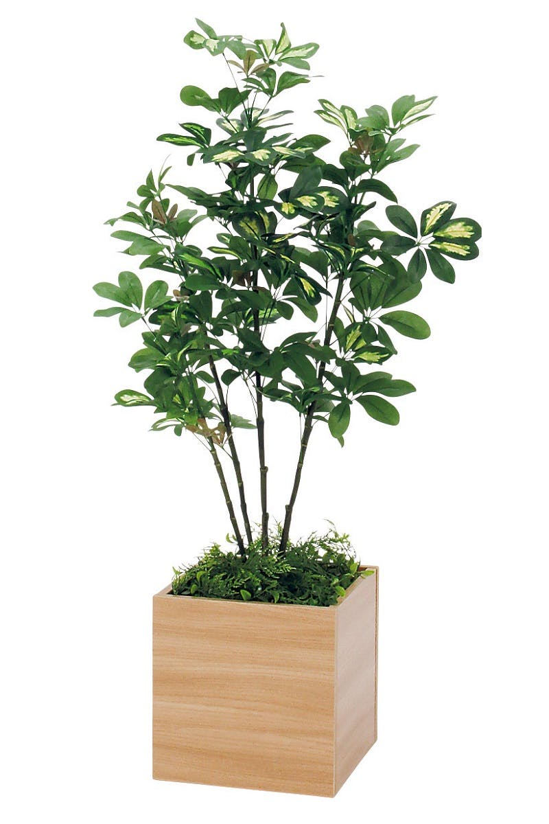 ボックスプランター GR5080 シェフレラ H1100｜人工観葉植物 樹木