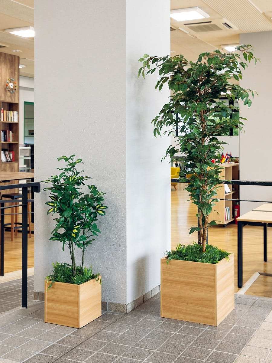 ボックスプランター GR5080 シェフレラ H1100｜人工観葉植物 樹木