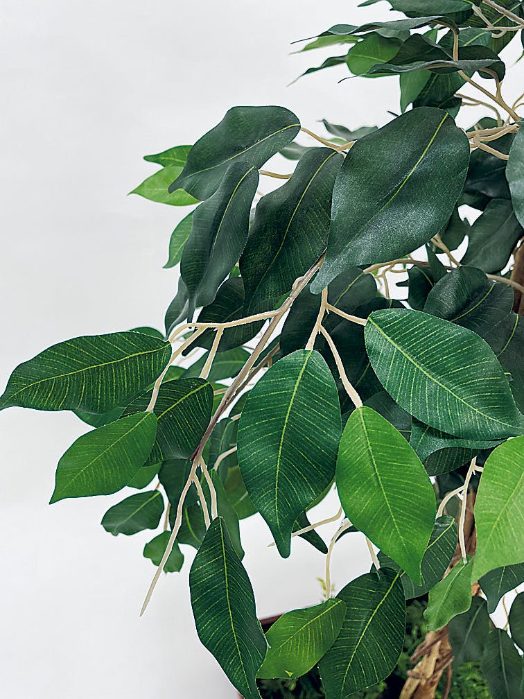 組み合わせプランター GR5082 フィカスベンジャミン H1300｜人工観葉