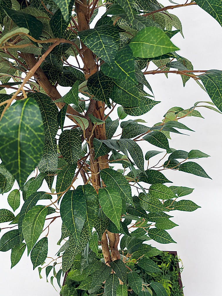 組み合わせプランター GR5083 フィカスベンジャミン H1600 ｜人工観葉