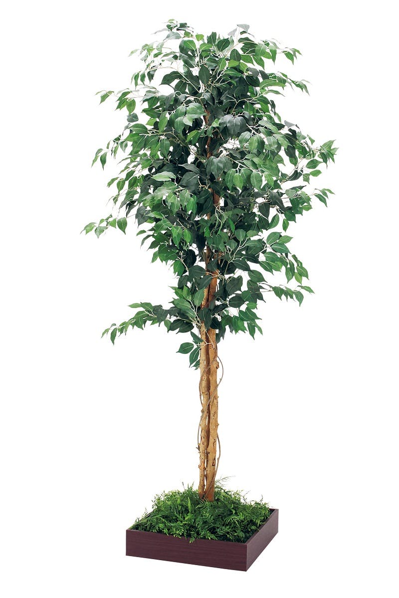 フロアグリーン GM5725 45角9連 シェフレラ H1800｜人工観葉植物 連接