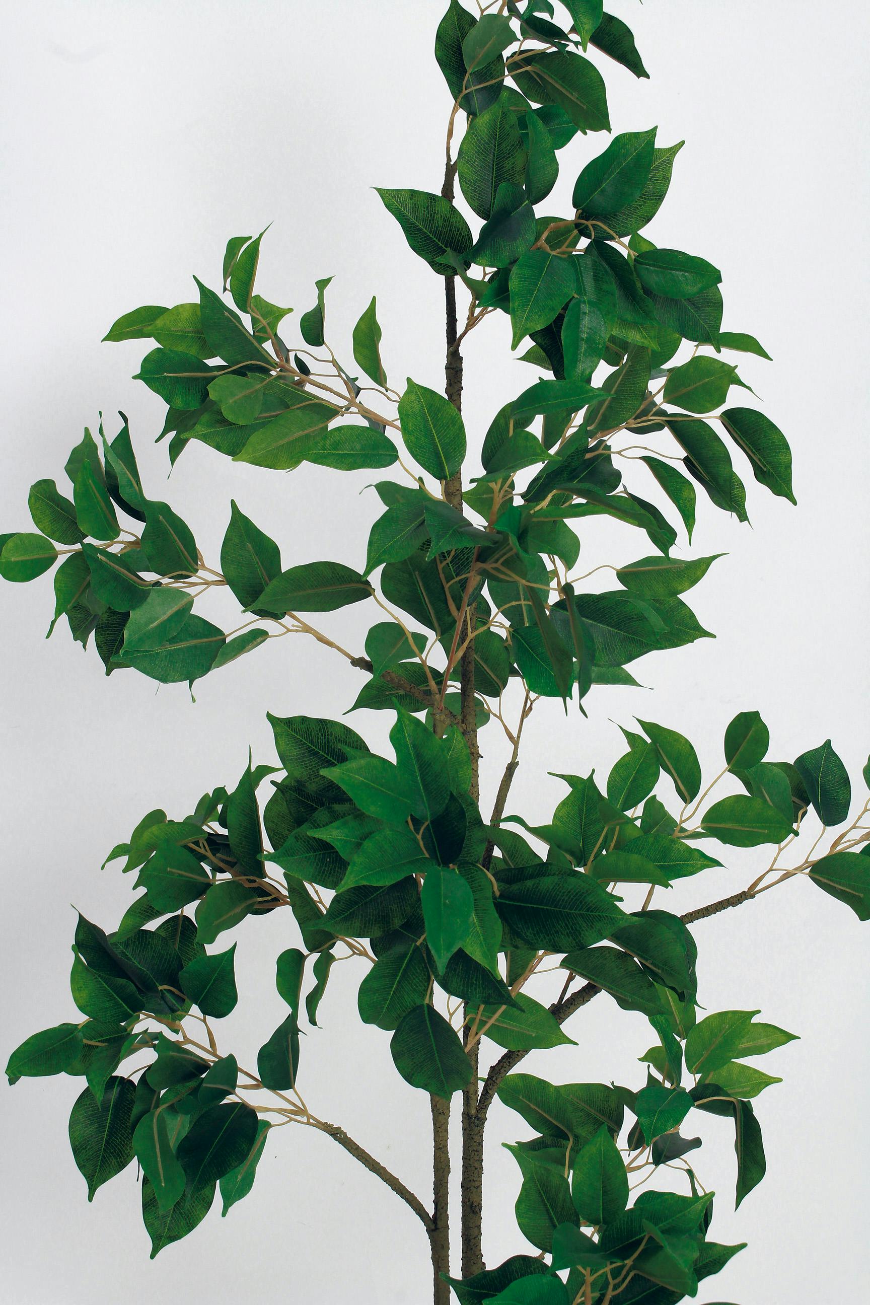 ボックスプランター GR5089 フィカスベンジャミン H1500｜人工観葉