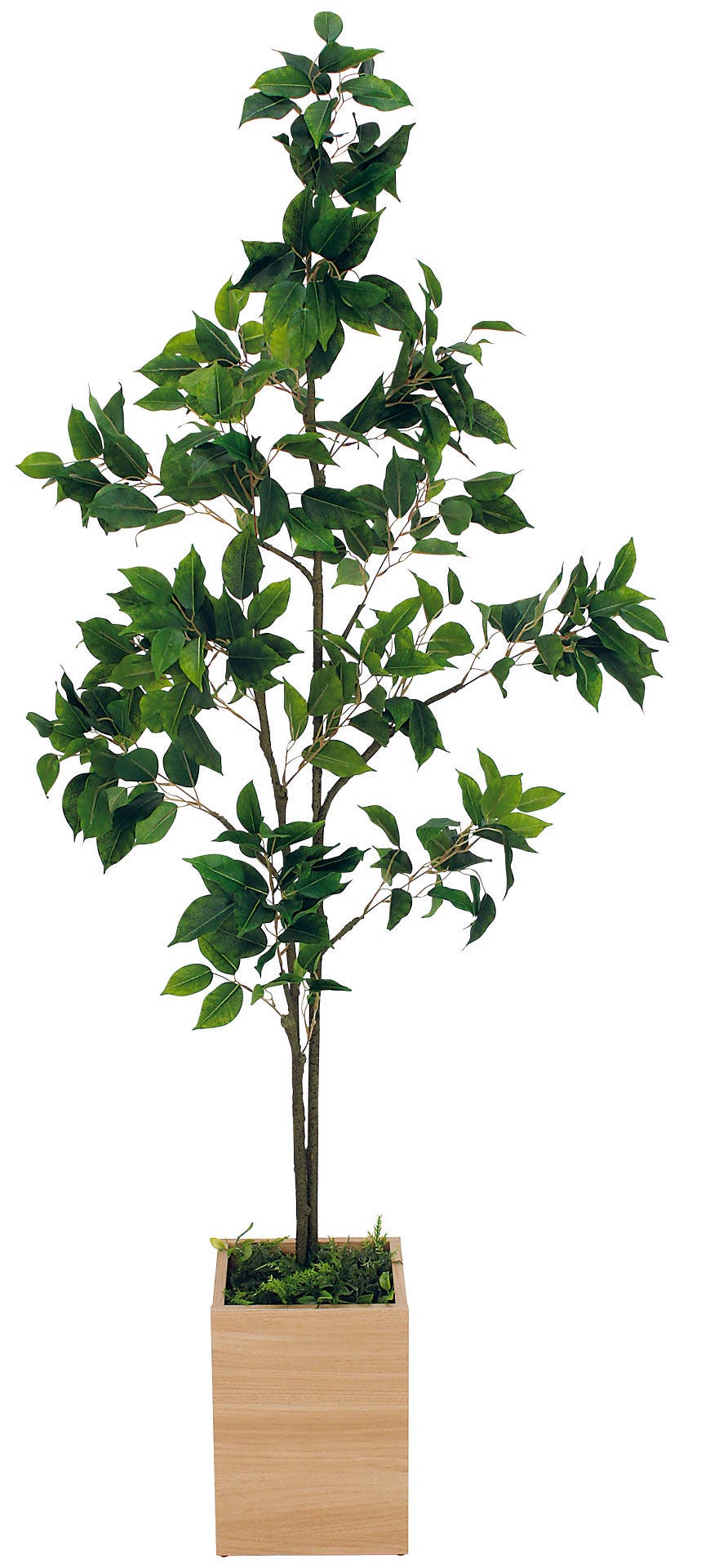 ボックスプランター GR5089 フィカスベンジャミン H1500｜人工観葉