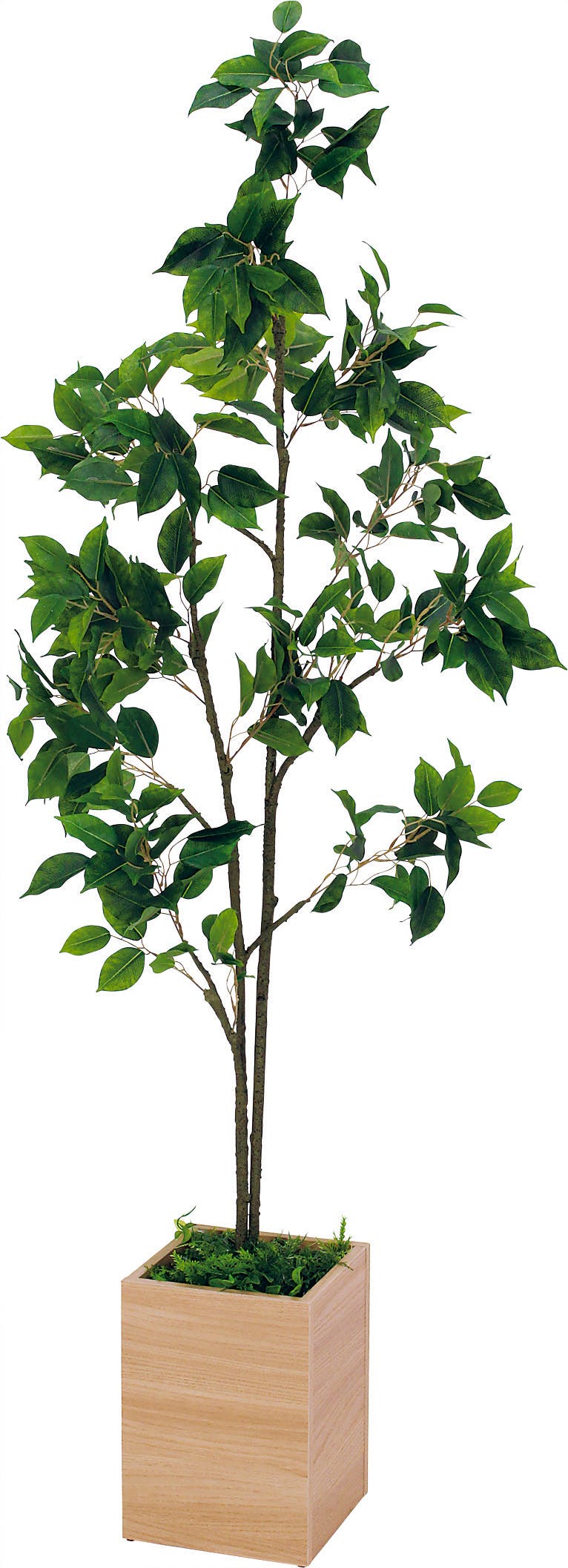 ボックスプランター GR5089 フィカスベンジャミン H1500｜人工観葉