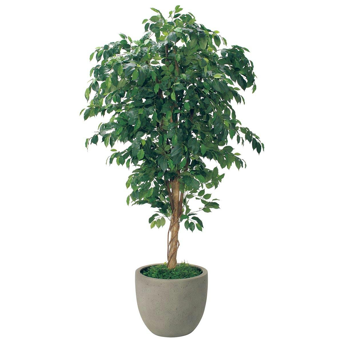 樹木プランター GR5092 H2100 フィカスベンジャミン｜人工観葉植物