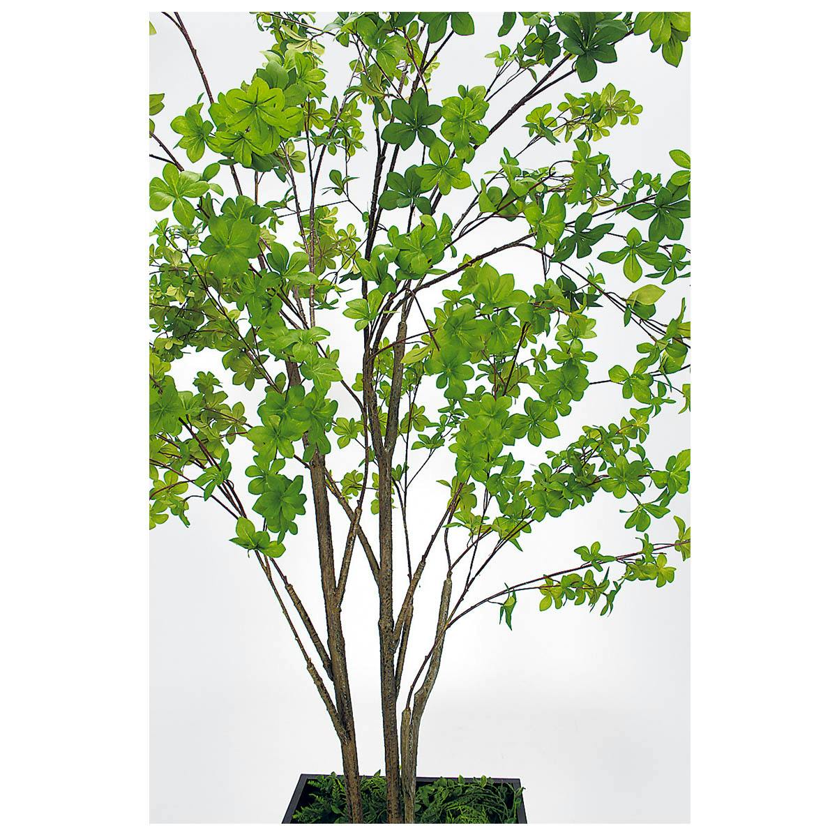 樹木プランター GR5095 H2100 ドウダン｜人工観葉植物 シンボルツリー