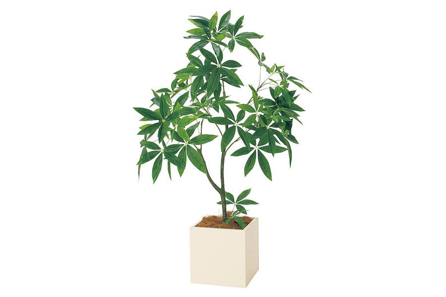 人工観葉植物のパキラの魅力とは？本物との違いも紹介｜おすすめ 比較 通販