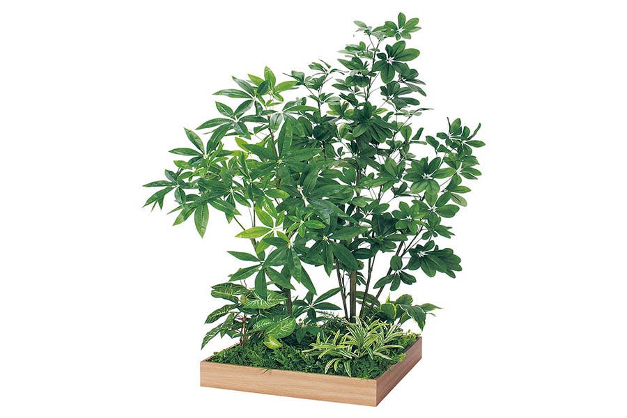 人工観葉植物のパキラの魅力とは？本物との違いも紹介｜おすすめ 比較 通販