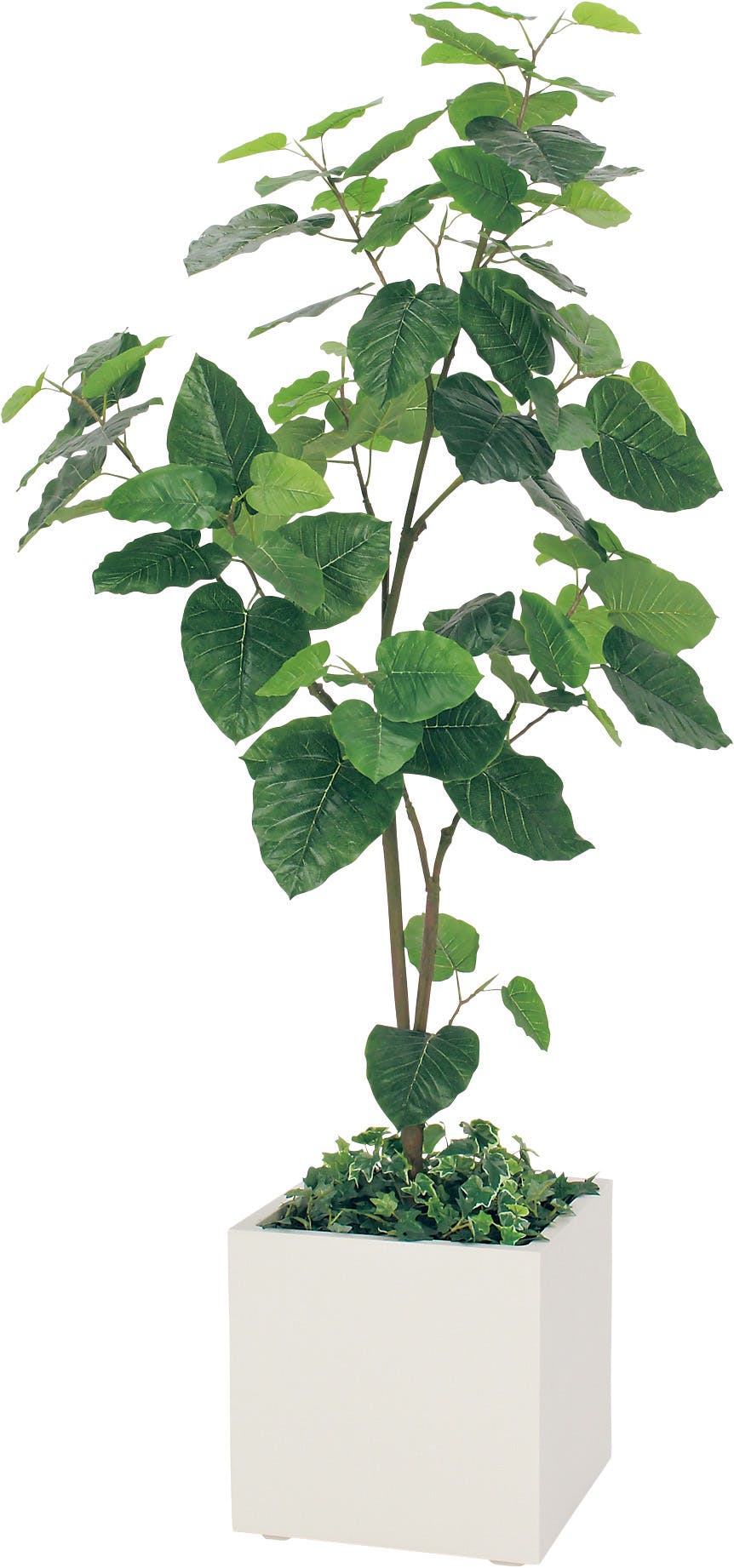 ボックスプランター GR5002 ウンベラータ Ｈ1900｜人工観葉植物 樹木 